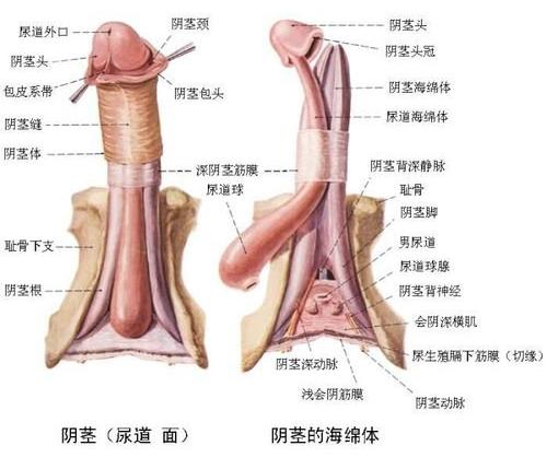 嵊州阴囊发红